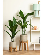 Plant decor & accessories